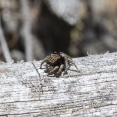 Maratus vespertilio at Michelago, NSW - 5 Nov 2017