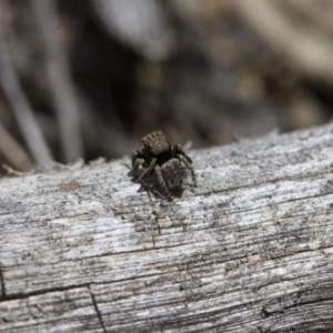 Maratus vespertilio at Michelago, NSW - 5 Nov 2017