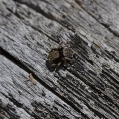 Maratus vespertilio at Michelago, NSW - 5 Nov 2017