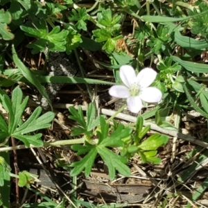 Geranium sp. at O'Malley, ACT - 19 Nov 2017