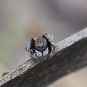 Maratus vespertilio at Michelago, NSW - 5 Nov 2017