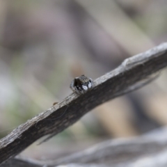 Maratus vespertilio at Michelago, NSW - 5 Nov 2017