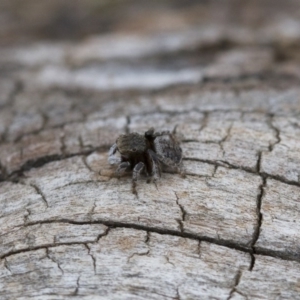 Maratus vespertilio at Michelago, NSW - 5 Nov 2017