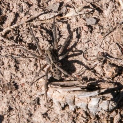 Tasmanicosa godeffroyi (Garden Wolf Spider) at Bullen Range - 21 Nov 2017 by SWishart