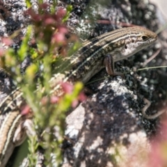 Ctenotus robustus (Robust Striped-skink) at Bullen Range - 21 Nov 2017 by SWishart