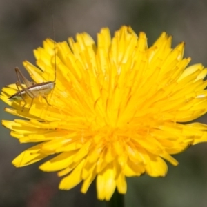 Conocephalus sp. (genus) at Bullen Range - 22 Nov 2017 11:19 AM