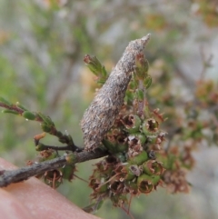 Conoeca or Lepidoscia (genera) IMMATURE (Unidentified Cone Case Moth larva, pupa, or case) at Conder, ACT - 14 Nov 2017 by MichaelBedingfield