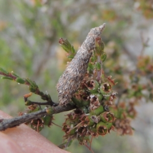 Lepidoscia (genus) IMMATURE at Conder, ACT - 14 Nov 2017