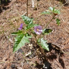 Solanum cinereum (Narrawa Burr) at Jerrabomberra, ACT - 14 Nov 2017 by Mike