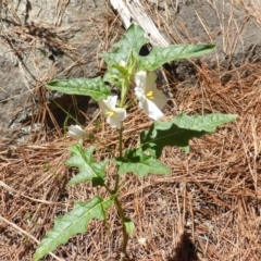 Solanum cinereum at Jerrabomberra, ACT - 14 Nov 2017 12:39 PM