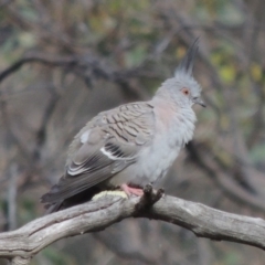 Ocyphaps lophotes (Crested Pigeon) at Tuggeranong Hill - 14 Nov 2017 by michaelb