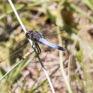 Orthetrum caledonicum at Bullen Range - 22 Nov 2017