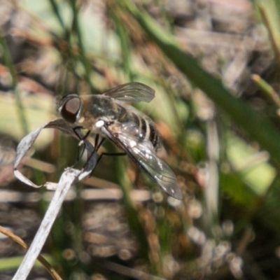 Villa sp. (genus) (Unidentified Villa bee fly) at Bullen Range - 22 Nov 2017 by SWishart