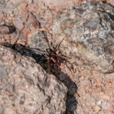 Zodariidae (family) (Unidentified Ant spider or Spotted ground spider) at Bullen Range - 22 Nov 2017 by SWishart