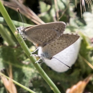 Zizina otis at Bullen Range - 22 Nov 2017