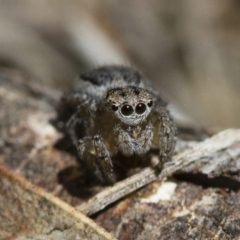 Maratus pavonis (Dunn's peacock spider) at Michelago, NSW - 7 Nov 2017 by Illilanga