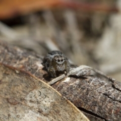 Maratus pavonis at Michelago, NSW - 7 Nov 2017