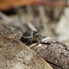 Maratus pavonis at Michelago, NSW - 7 Nov 2017