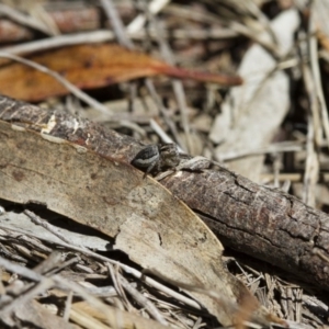 Maratus pavonis at Michelago, NSW - 7 Nov 2017