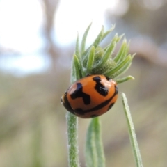 Coccinella transversalis (Transverse Ladybird) at Tuggeranong Hill - 14 Nov 2017 by michaelb