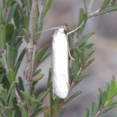 Philobota productella (Pasture Tunnel Moth) at Tuggeranong Hill - 14 Nov 2017 by michaelb