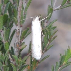 Philobota productella at Conder, ACT - 14 Nov 2017 06:28 PM