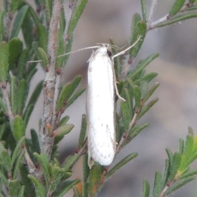 Philobota productella (Pasture Tunnel Moth) at Tuggeranong Hill - 14 Nov 2017 by michaelb