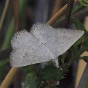 Taxeotis (genus) at Conder, ACT - 14 Nov 2017 06:31 PM