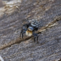 Euophryinae sp.(Undescribed) (subfamily) (A jumping spider) at Michelago, NSW - 15 Nov 2017 by Illilanga