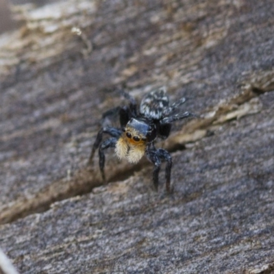 Euophryinae sp.(Undescribed) (subfamily) (A jumping spider) at Michelago, NSW - 15 Nov 2017 by Illilanga