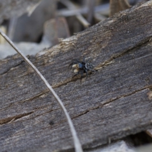 Euophryinae sp.(Undescribed) (subfamily) at Michelago, NSW - 15 Nov 2017