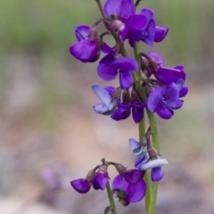 Swainsona sp. at Michelago, NSW - 9 Oct 2016 03:14 PM