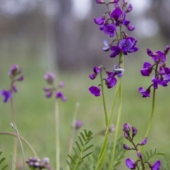 Swainsona sp. at Michelago, NSW - 9 Oct 2016