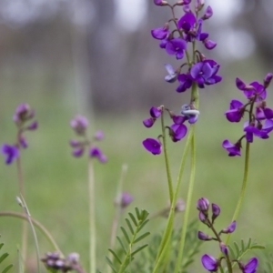 Swainsona sp. at Michelago, NSW - 9 Oct 2016