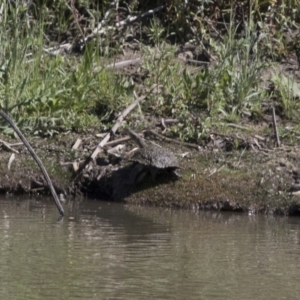 Chelodina longicollis at Illilanga & Baroona - 20 Nov 2017