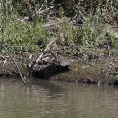 Chelodina longicollis (Eastern Long-necked Turtle) at Michelago, NSW - 19 Nov 2017 by Illilanga