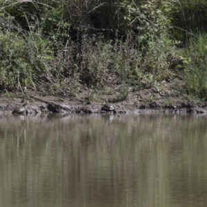 Chelodina longicollis at Illilanga & Baroona - 20 Nov 2017