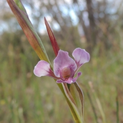 Diuris dendrobioides (Late Mauve Doubletail) by MichaelBedingfield