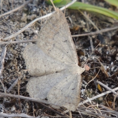 Taxeotis (genus) (Unidentified Taxeotis geometer moths) at Conder, ACT - 14 Nov 2017 by michaelb