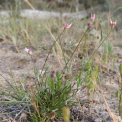 Laxmannia gracilis (Slender Wire Lily) at Tuggeranong Hill - 14 Nov 2017 by michaelb