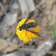 Bombyliidae (family) (Unidentified Bee fly) at Conder, ACT - 14 Nov 2017 by michaelb