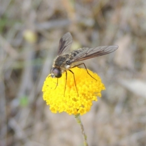 Bombyliidae (family) at Conder, ACT - 14 Nov 2017 06:58 PM