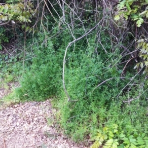 Galium aparine at Hughes, ACT - 23 Nov 2017