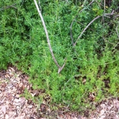 Galium aparine at Hughes, ACT - 23 Nov 2017 12:00 AM