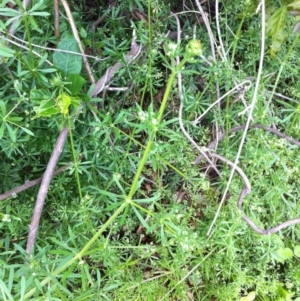 Galium aparine at Hughes, ACT - 23 Nov 2017 12:00 AM