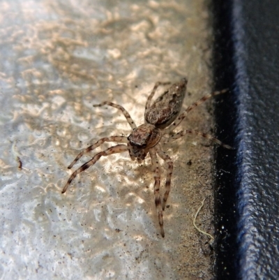 Helpis minitabunda (Threatening jumping spider) at Cook, ACT - 9 Nov 2017 by CathB