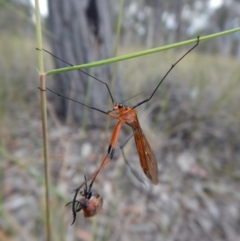 Harpobittacus australis (Hangingfly) at Aranda Bushland - 12 Nov 2017 by CathB