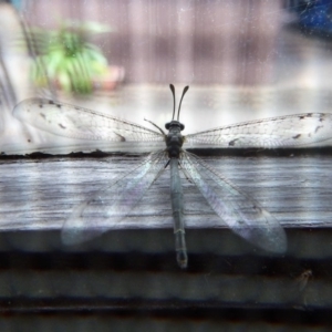 Myrmeleontidae (family) at Cook, ACT - 24 Nov 2017