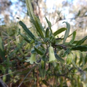 Billardiera scandens at Cook, ACT - 21 Nov 2017