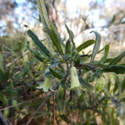 Billardiera scandens (Hairy Apple Berry) at Cook, ACT - 21 Nov 2017 by CathB